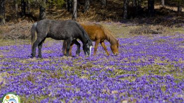 Εθνικό Πάρκο Ροδόπης