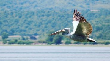 Λίμνη Κερκίνη - Αργυροπελεκάνος