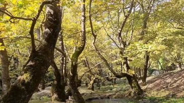 Πλανητέρο Καλάβρυτα: Ένα μοναδικό πλατανοδάσος χρωμάτων…