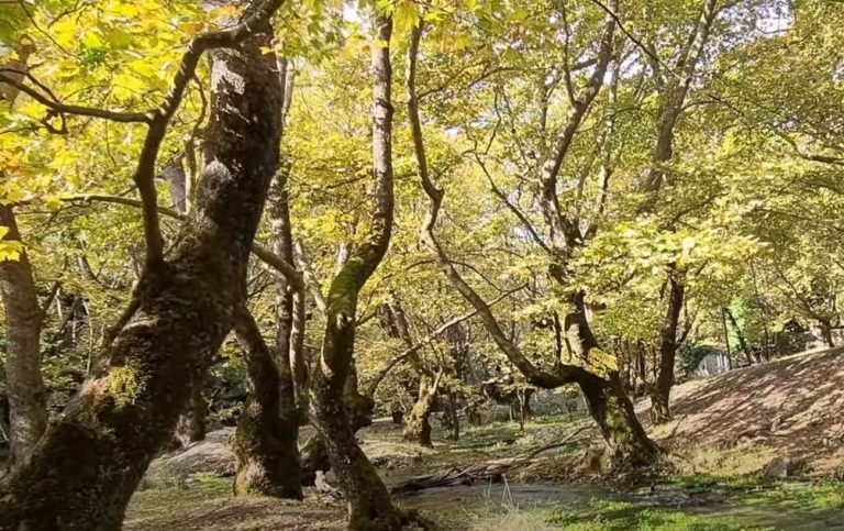 Πλανητέρο Καλάβρυτα: Ένα μοναδικό πλατανοδάσος χρωμάτων…