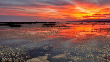 Δέλτα Έβρου: Ο «παράδεισος» των φυσιολατρών και των σπάνιων πτηνών