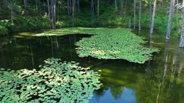 Λίμνη Ζορίκα: Ενας παράδεισος γεμάτος νούφαρα (vid)