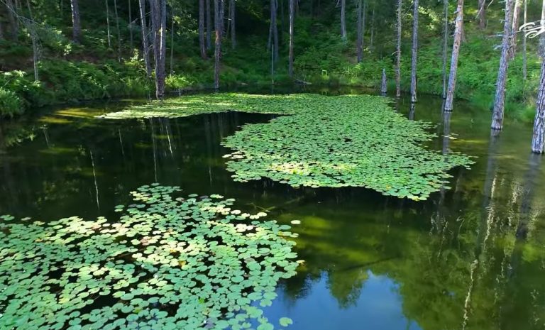 Λίμνη Ζορίκα: Ενας παράδεισος γεμάτος νούφαρα (vid)