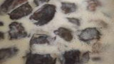 Λαχανοντολμάδες Καλύμνου: Απολαύστε την παραδοσιακή συνταγή